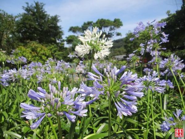 【台北市】內雙溪藥用植物園－愛情花季