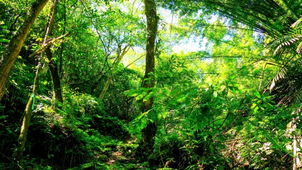 崩山坑越嶺內盤山2913775