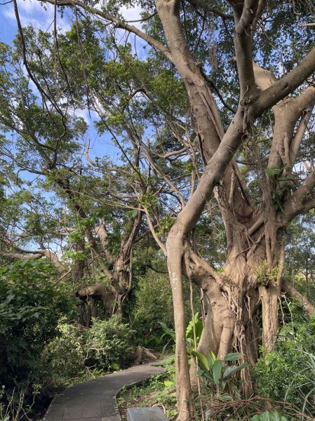 【二格山系】和美山螢火蟲2852556