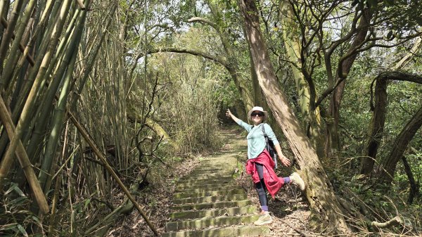 搭公車下車即抵達，台北市賞櫻最後一波，橘咖啡及內厝溪櫻木花廊的吉野櫻即將大爆發，要去要快，大崎頭步道2734709