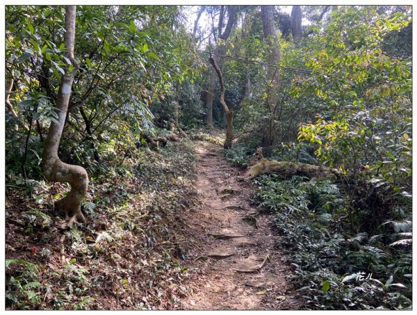 頭寮山、內湳溝山、牛角湳西南峰O型連走2738946