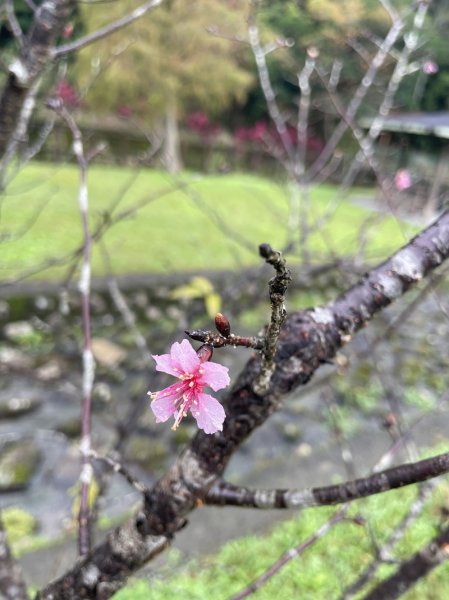 九芎根山-仁里板山2968827