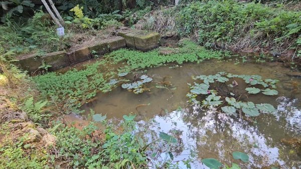 20251215林口森林步道+太平嶺海濱步道2969364