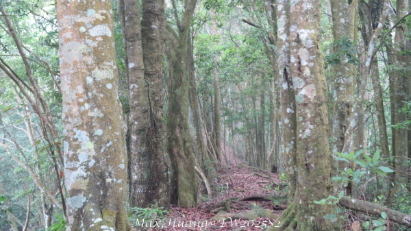 《台中》優美稜線｜橫嶺山自然步道（大雪山社區南登山口）