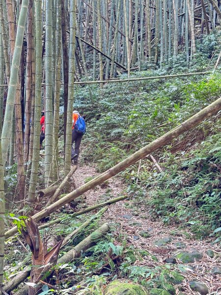 奮太、奮瑞古道上雲戴山續走幼葉林山2493003