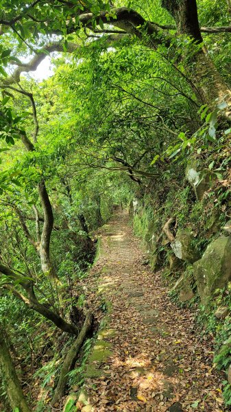 百拉卡公路人車分道菜公坑山賞花趣2120327