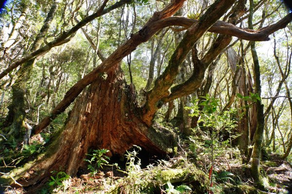 桃園 復興 復興尖山2867106