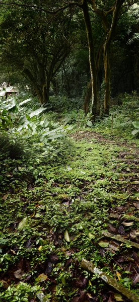 2026-0307 造鎮-文筆山-天華山-南勢角山-蘭花亭-牛伯伯3015846