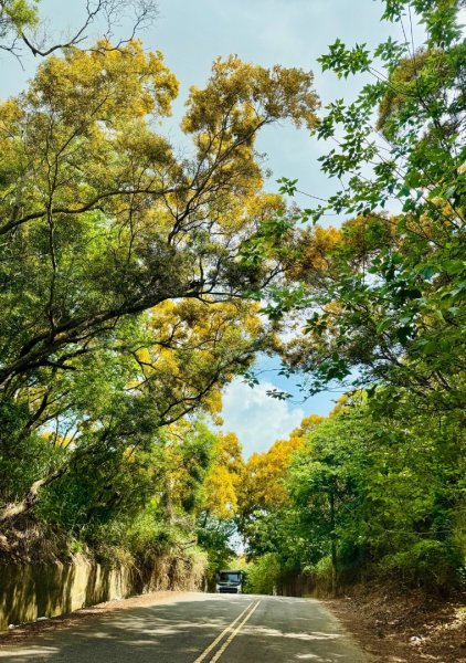 追逐139的金黃花海/相思樹 順訪崩坎山 松子嶺 樟普寮山 西施厝坪山和小百岳橫山3046467