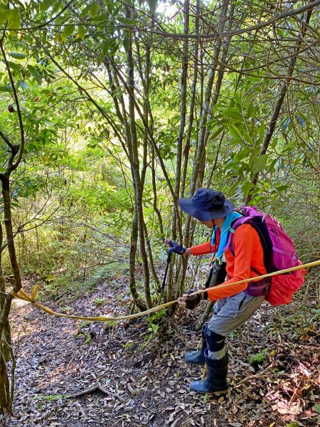 鳶嘴稍來神木、稍來山O型走20209151102475