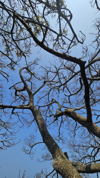 【柴山、壽山、萬壽山，到底哪個才是你！🤣🤣】走一座可以映照出高雄不同時期歷史軌跡的山。3025851