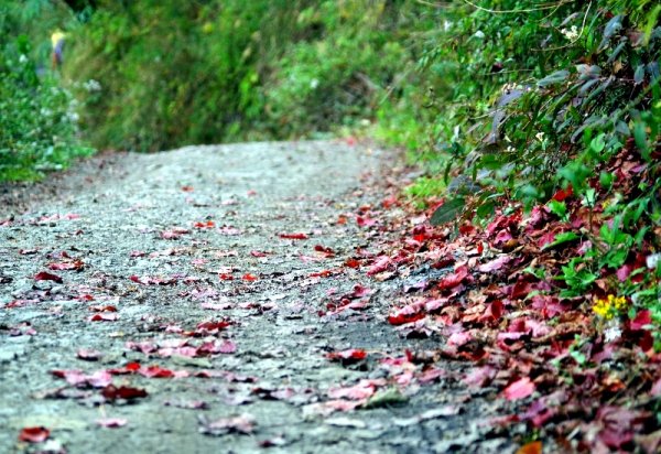 山風15度C吹拂 ~ 合歡溪 步道1551818