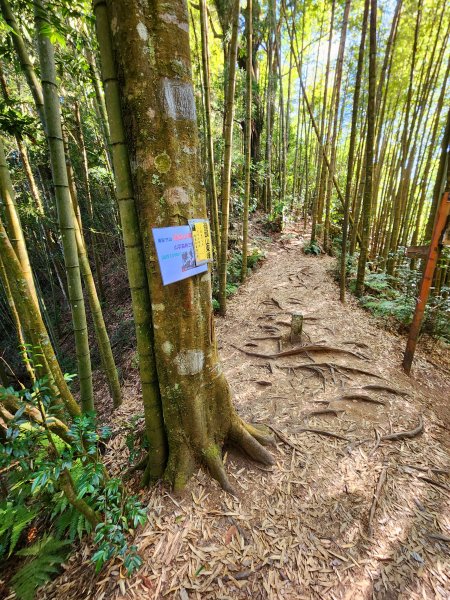 小百岳集起來-金柑樹山2183187