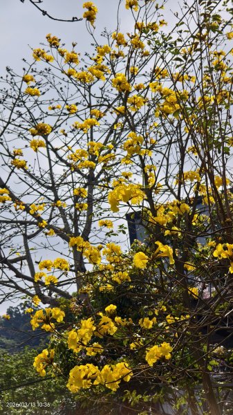 #西龍巖寺 #八里療養院 #黃花風鈴木 #青帶鳳蝶 #虎山 #101大樓  3/133014410