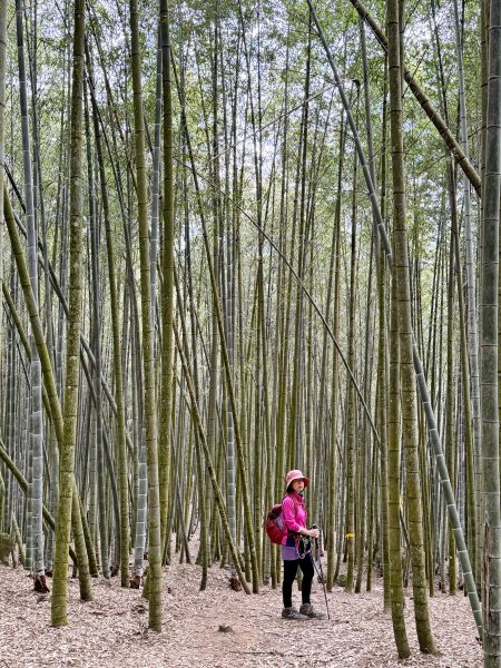 溪頭四秀+羊彎四秀202601182991366