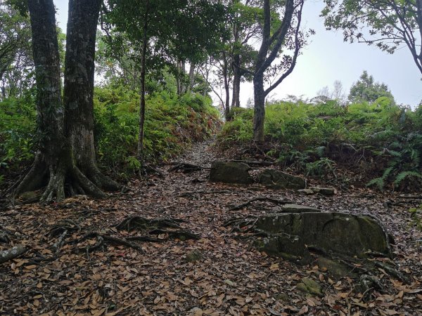 步道巡訪員 l 鳥嘴山步道 7月巡訪日誌1020955