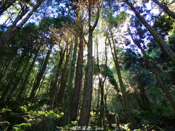 【台中。和平】綠蔭杉林大口森呼吸。 橫嶺山自然步道x橫嶺山主峰1497931