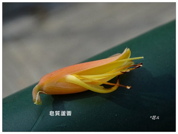 蘆薈花田1686020