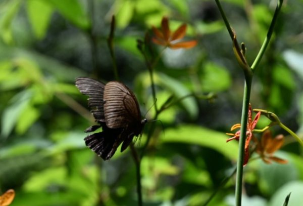 2025_0628 大羅蘭溪古圳步道(福山馬岸)2825233
