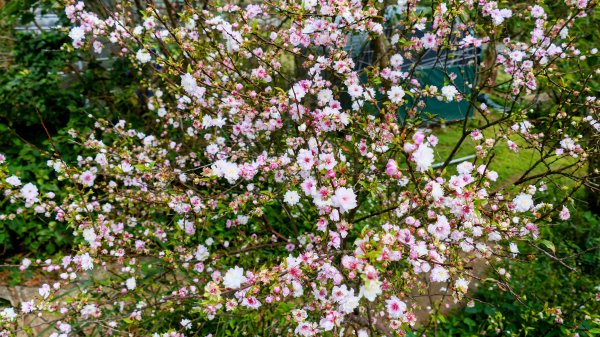 《蝶戀花・賞墨染櫻》2716447