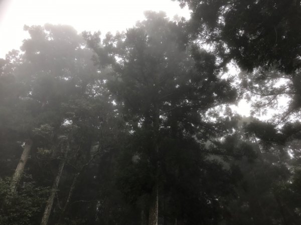 東眼森林遊樂區慢活樂趣526137