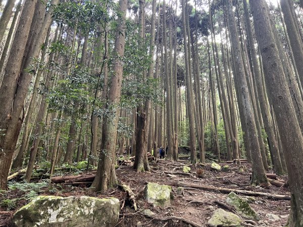 加里山 大坪登山口 杜鵑嶺 加里山P形1900976