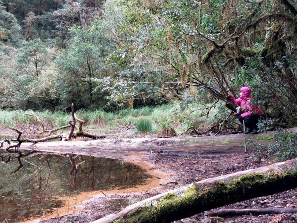 塔魔巴2天1夜來回/復興尖-四稜溫泉2357273