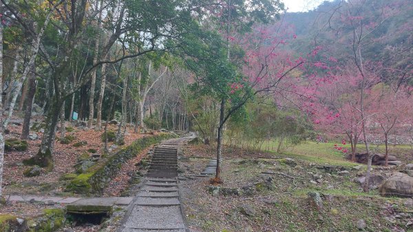 東八仙山 八仙山 O形縱走1582395