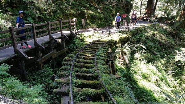 太平山國家森林遊樂區374638