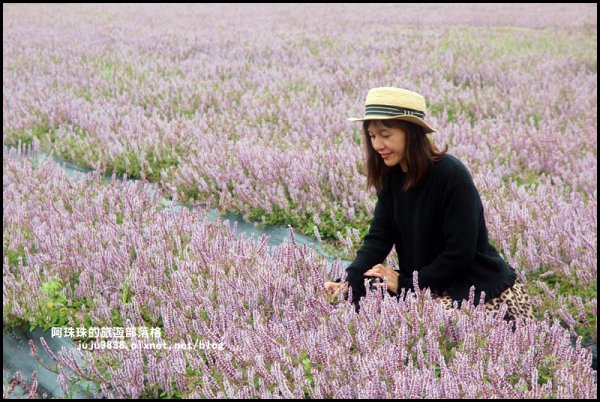 2019桃園仙草花節。紫色浪漫席捲楊梅752218