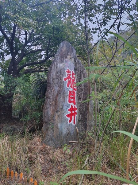 大棟山系南段 水利古道西口 上 竹高崙山 連走 鳥子嶺 坑仔內山 大崖山 下 龍目井農場2953209