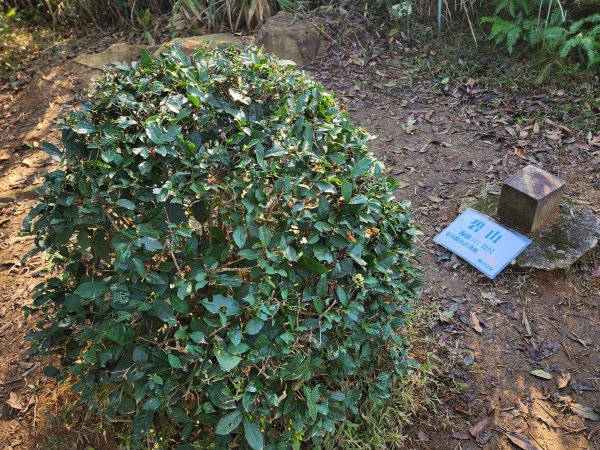 20260110大湖公園捷運站至擎天崗2993199