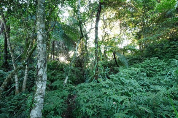 新北 烏來 火燒樟山、落鳳山2557686