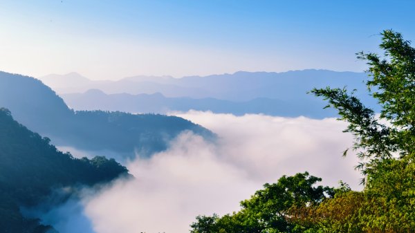雲山水花鳥蝶-天龍國阿伯的日常 #艷紅鹿子百合 #大鳳蝶 #玉帶鳳蝶2863909