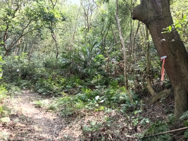 竹東鎮柯子湖山福隆步道稜線路+腰繞路P字走3013370