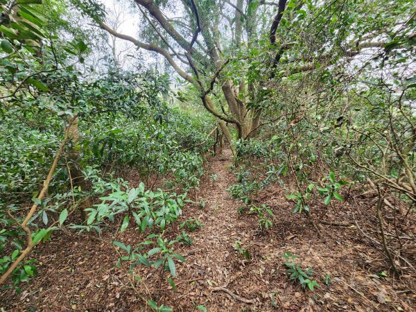 20250101海口山、糠榔埔山、闖水窩山及大牛朝山2726208