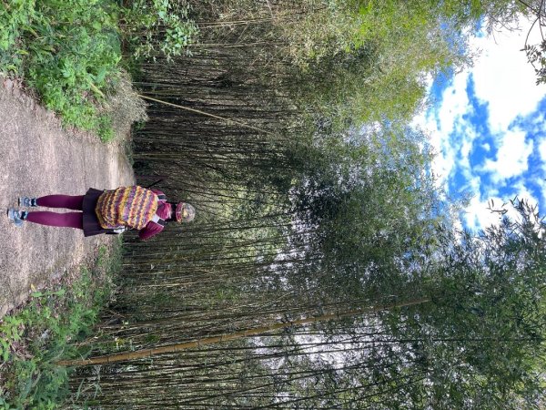 桃園-高遶溪天空吊橋-高遶溪瀑布-高遶溪古圳步道2941986