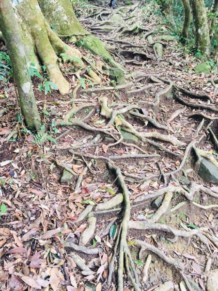 瓏美麗一週一步道（馬那邦山）558301