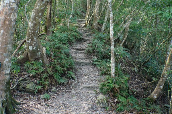 苗栗 泰安 上島山3023047