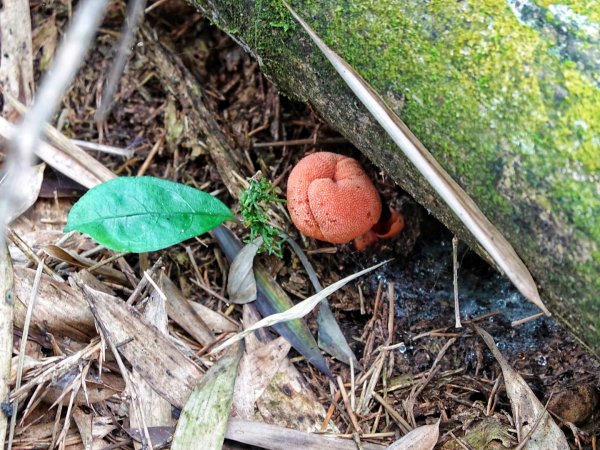 鳳凰山 （溪頭四姝 ）溪頭園區O繞1880838