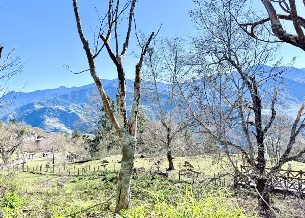 南投仁愛鄉基石巡禮-櫻櫻峰東北峰.清境山.岬山.關頭山北峰  2024.11.112651701