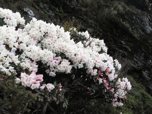 《南投》愛上山｜合歡山主峰2016051412189