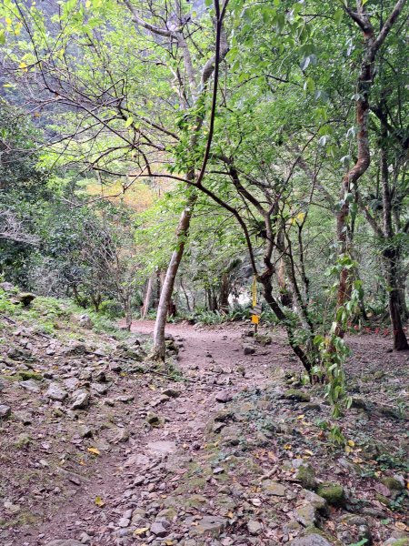 砂卡礑二日行D2：大同部落→千里眼山→砂卡礑步道→小錐麓步道→遊客中心202312032368726