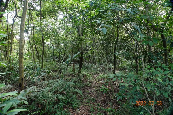 新北 五股 外寮崙山(外寮山)1752571