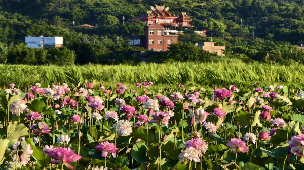 天龍國阿伯的日常-雲山水花鳥蝶 #日出 #牡丹蓮 #香水蓮 #手機拍攝 賞蝶趣 7/42826985