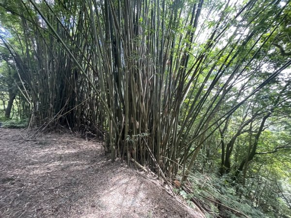 燦光寮古道2903100