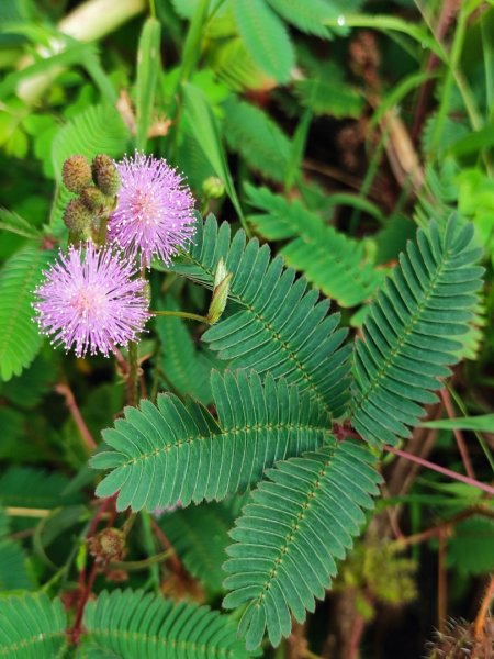 貢大縱走（新北貢寮-宜蘭大溪）2890339
