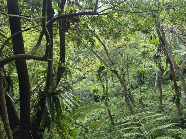 卓社大山〔武界栗栖溪登山口起登〕2748373