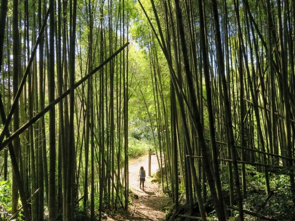 大凍山 頂湖 霹靂山O繞 二延平步道1773863