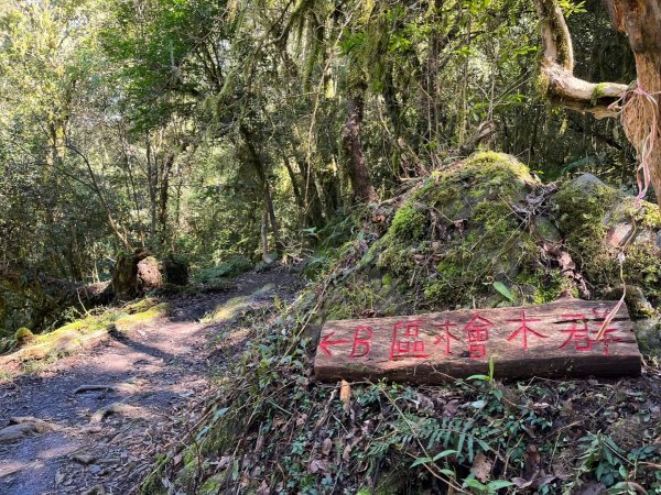 鎮西堡神木群⛰️亞當～夏娃～國王1719242